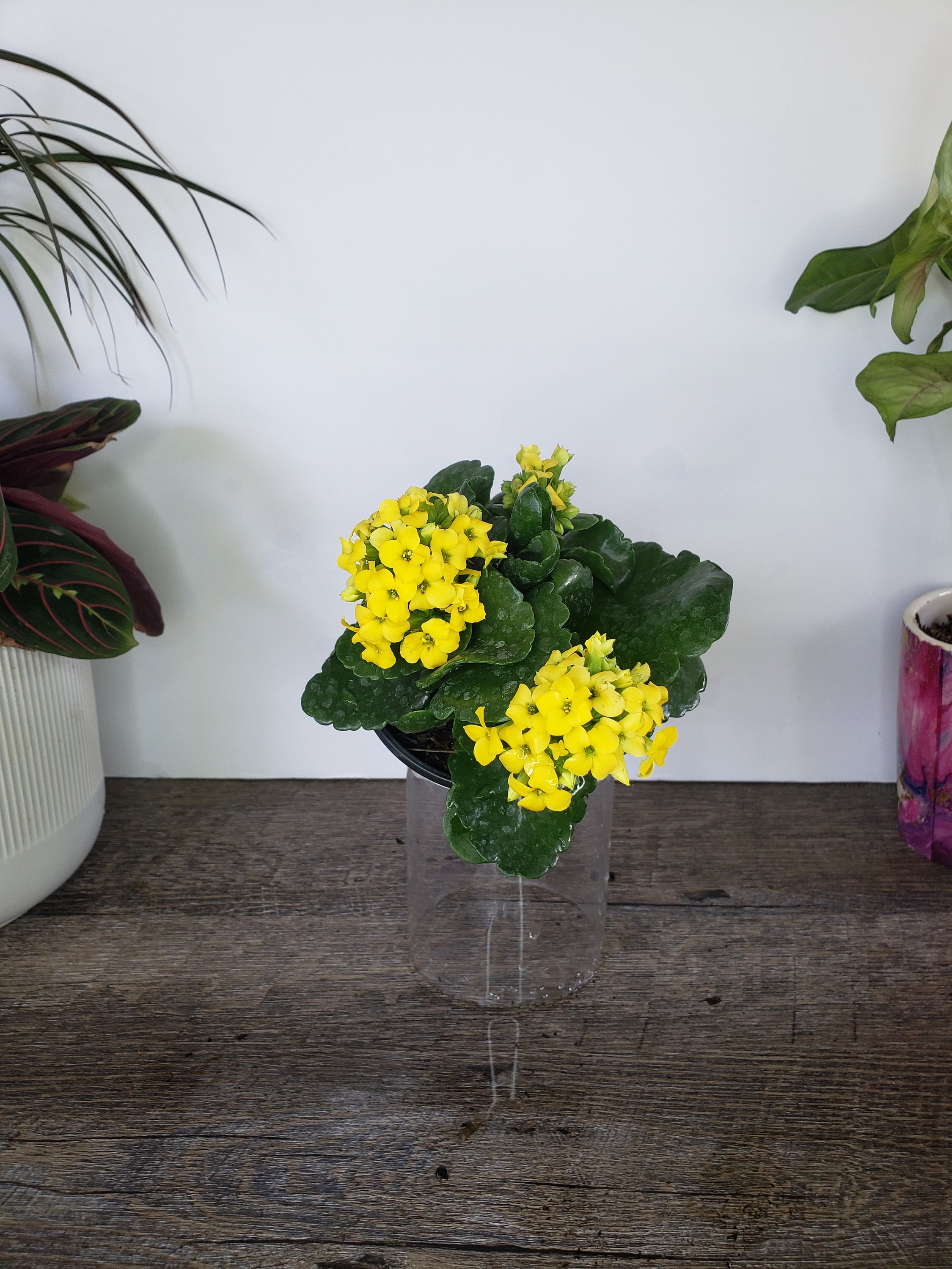 2.5 Pot Kalanchoe Yellow Calandiva Plant Double Yellow Blooms! 2.5 Pot Kalanchoe Yellow Calandiva Plant Double Yellow Blooms!
