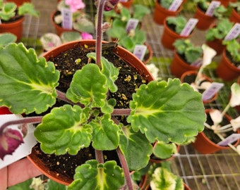 4 African Violet plant bundle, 4 live african violet plants in 4" pots, 4 african violet live houseplant