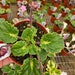 see more listings in the African Violet section