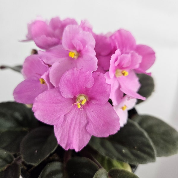 CURRENTLY BLOOMING African Violet live plant flowering 4.5" live african violet plant, blooming Violet plant | 2 plants required per order |