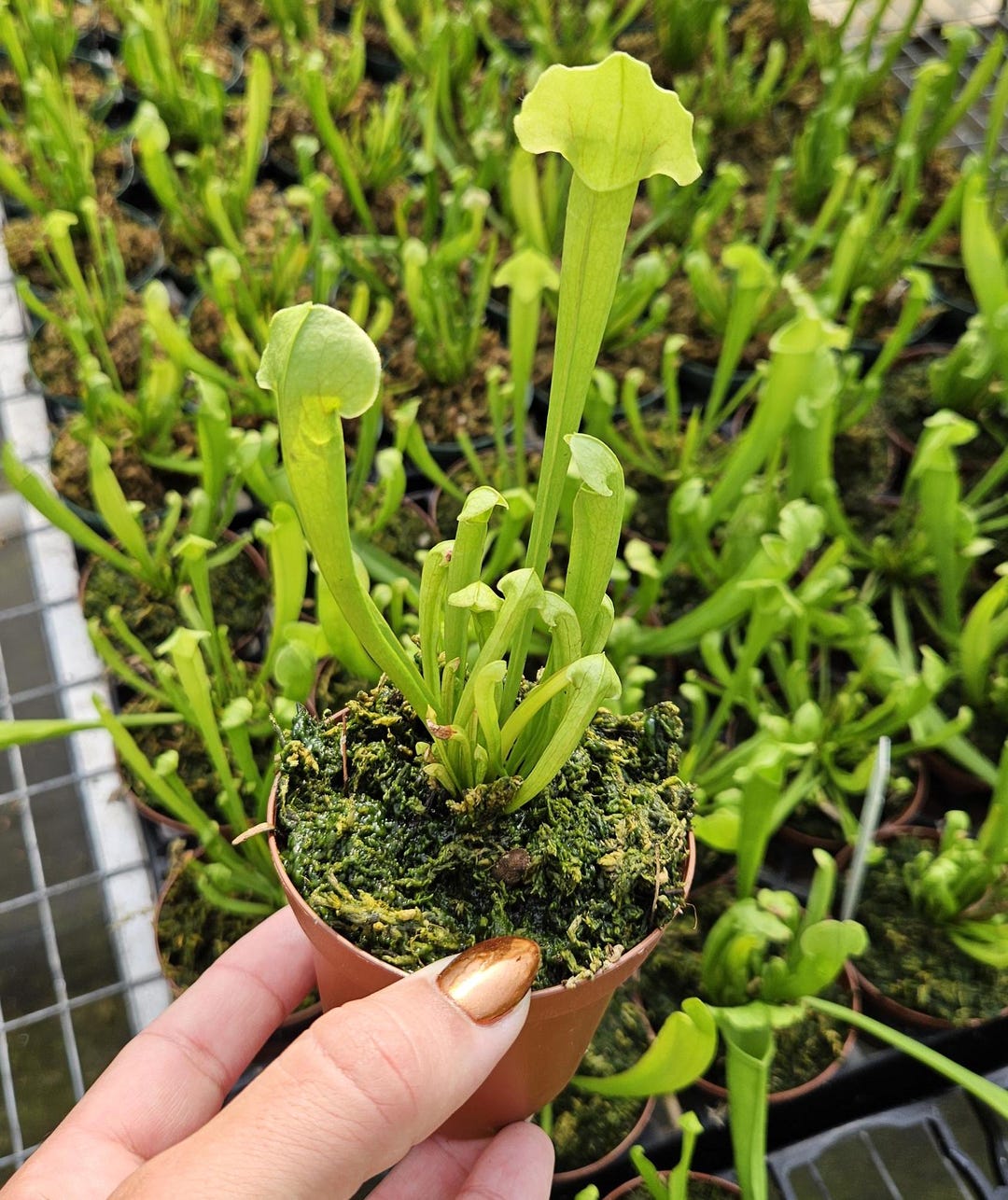Pitcher Plant in a 3" Pot, Sarracenia Barba Green Live Carnivorous ...
