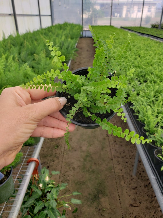 Lemon Button Fern - 4 Lemon Button Fern - 4