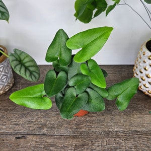 Fern plant, Heart Fern plant in a 4&quot; pot, Hemionitis arifolia live Fern plant | 2 plants required per order |