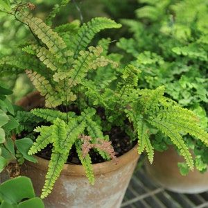 Rosy Maidenhair fern in a 4 pot, Adiantum hispidulum Rosy Fern, small maidenhair fern 2 plants required per order image 1