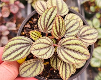 Peperomia plant Piccolo Banda in a 4" pot, live tall peperomia plant, stilts plant | 2 plants required per order |