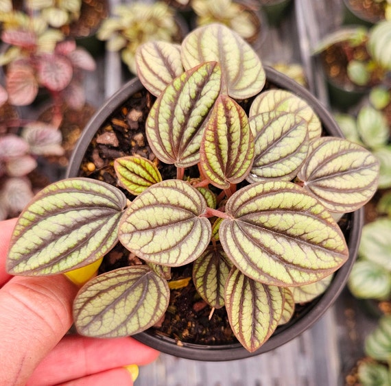 Peperomia plant Piccolo Banda in a 4" pot, live tall peperomia plant, stilts plant | 2 plants required per order |