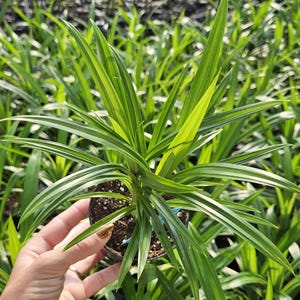 May include: A close-up of a potted plant with long, green leaves with white stripes. The plant is in a black pot and is surrounded by other similar plants. The leaves are long and pointed, with a vibrant green color.