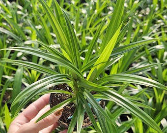Pandan Leaf Live Plant | Pandanus amaryllifolius | Fragrant Screwpine | Edible Tropical Plant | 4" Pot