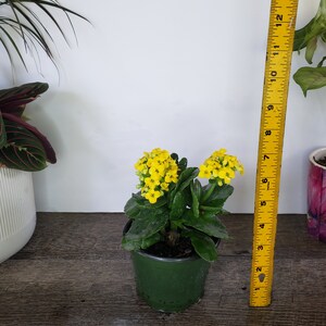 LIVE Blooming Kalanchoe blossfeldiana plant 4.5 pot, flaming katy flowering Kalanchoes, Live potted plant, 2 item minimum on orders image 7