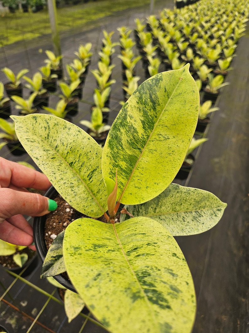 Ficus Shivereana ‘moonshine’ Plant | Variegated Tropical Houseplant ...