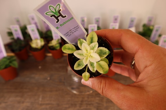 Mini plantas violetas africanas en vivo Bundle 2-10 plantas 2 - Etsy México