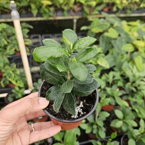 Ficus microcarpa live plant in a 4&quot; pot | 2 plants required per order |