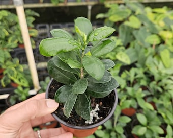 Ficus microcarpa live plant in a 4" pot | 2-Plant Minimum |