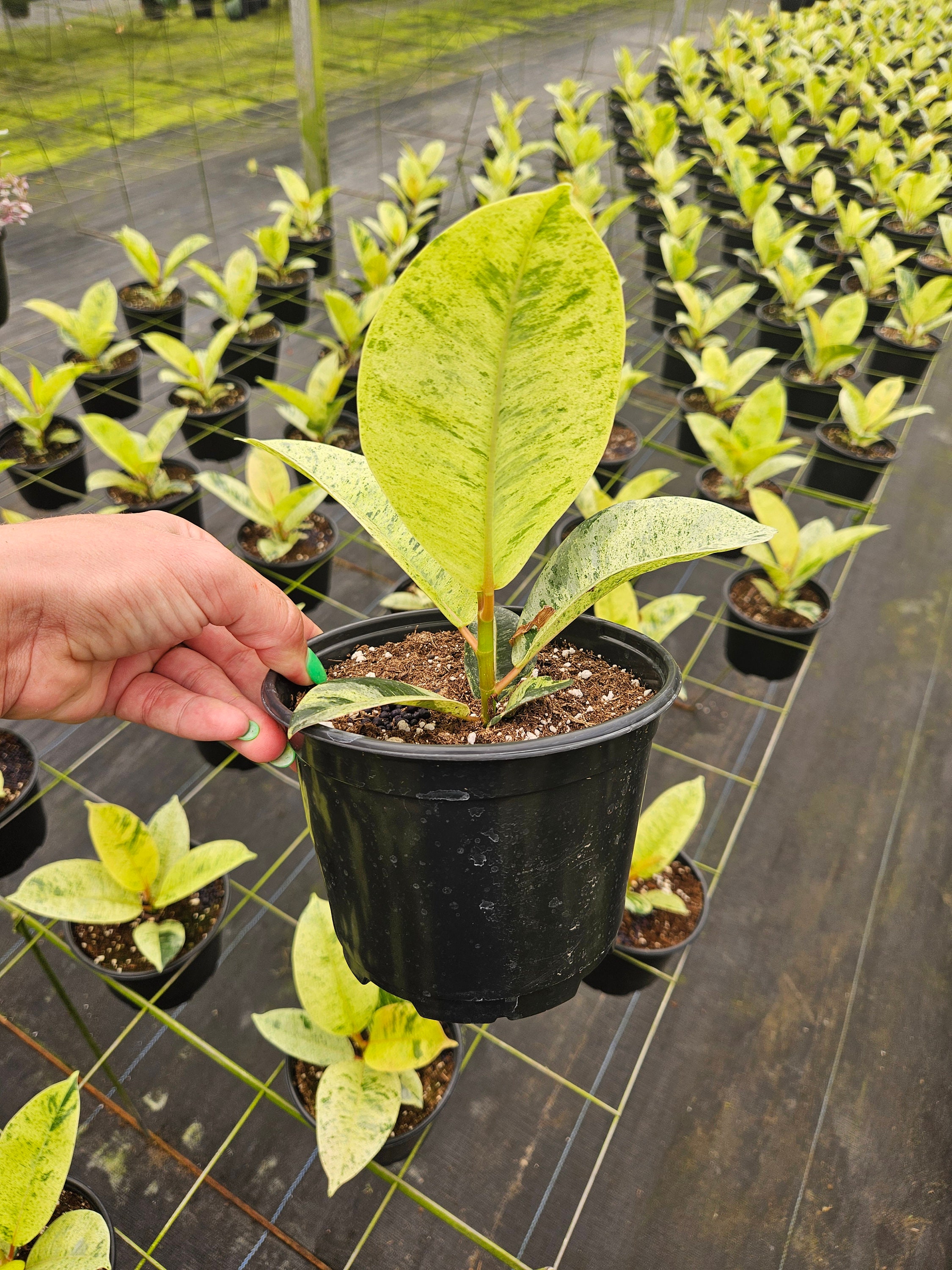 Ficus Shivereana ‘moonshine’ Plant | Variegated Tropical Houseplant ...