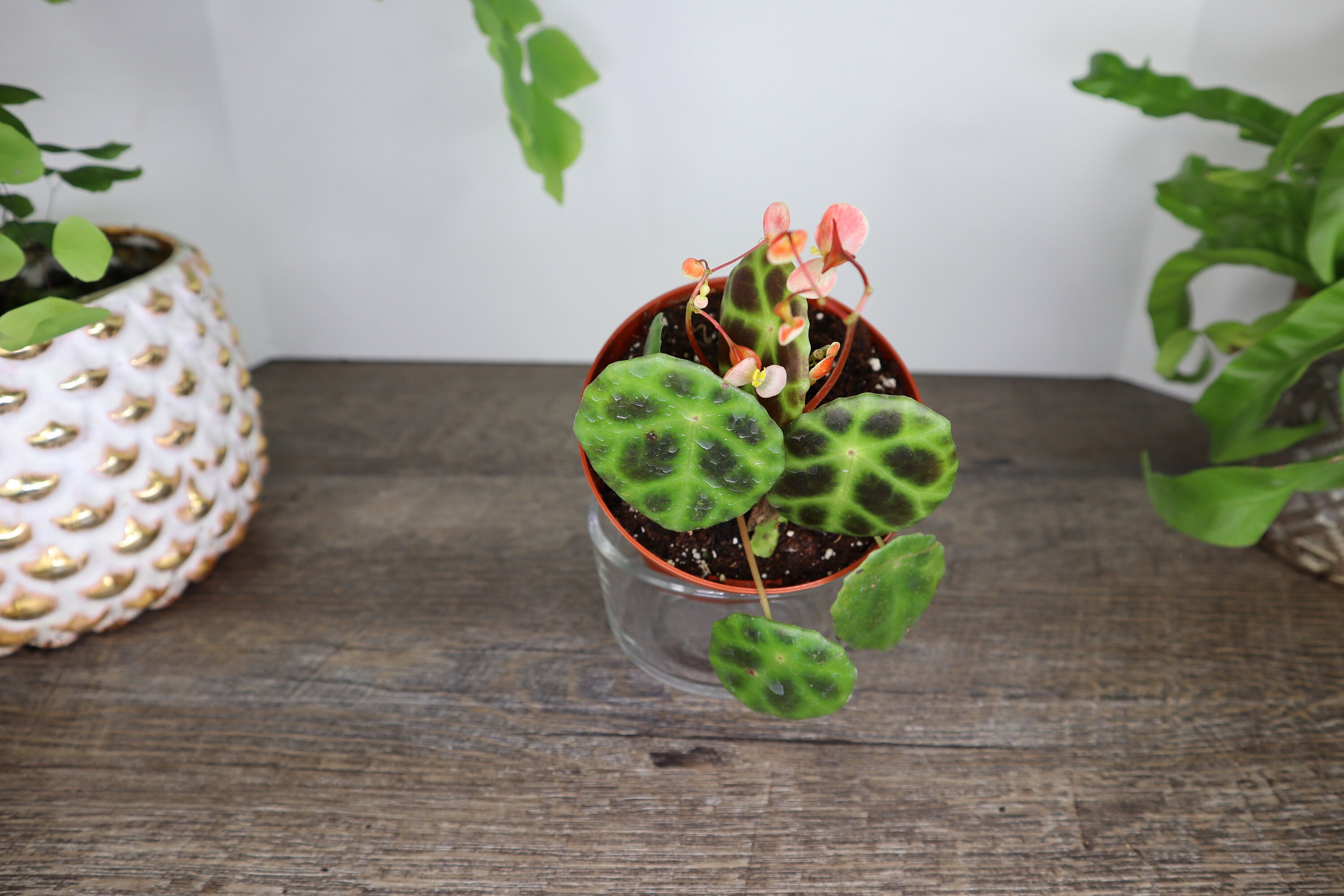 Begonia Kingiana Tortoise Shell Begonia Live Terrarium Etsy