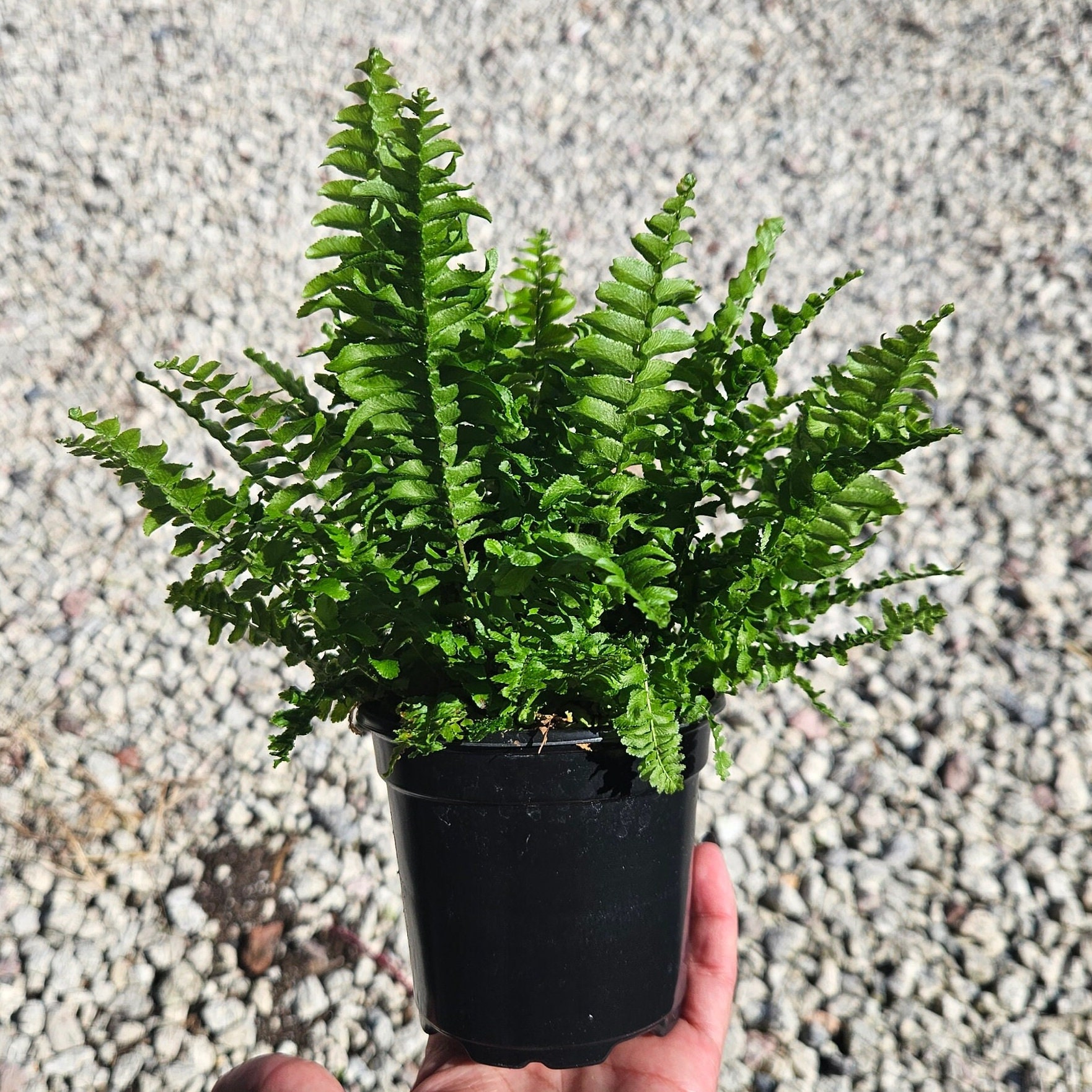 Fern Plant, Compacta Boston Fern Plant 4