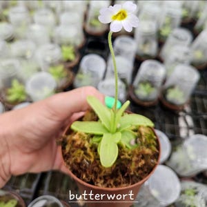 May include: A butterwort plant in a small brown pot, held by a hand. The plant has bright green leaves and a single white flower with a yellow center. The word "butterwort" is written in white at the bottom of the image.
