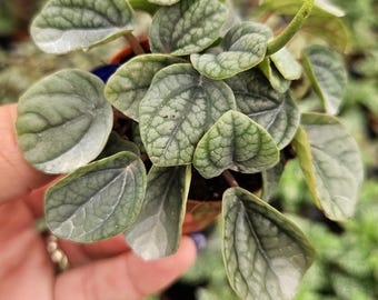 Burbella Peperomia plant in a miniature 2" pot, Peperomia caperata Burbella houseplant | Must Order 2+ Plants (Mix and Match OK)