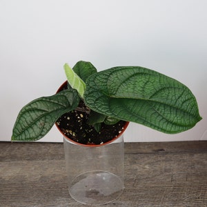 Piper Parmatum live tropical plant in a 4&quot; pot | 2 plants required per order |