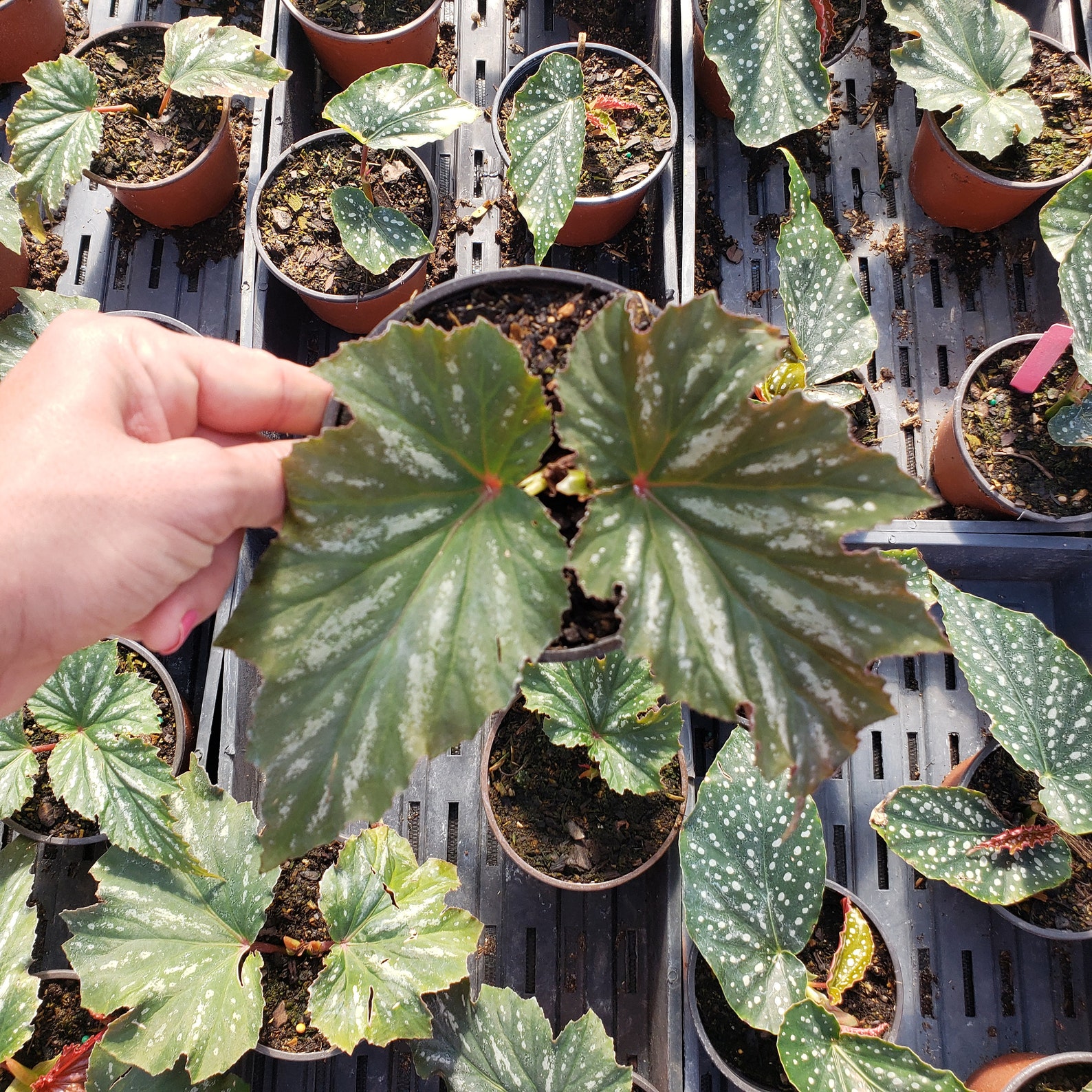 Angel Wing Begonia Lana Pink plant 5 pot live spotted Etsy