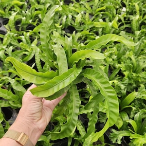 Rare Hurricane Birds Nest Fern - Live Asplenium Antiquum in 4" Pot - Unique Indoor Plant | 2 plants minimum on orders |