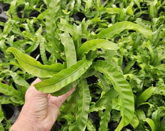 bromeliad house plant Guzmania Bromeliad