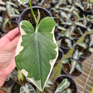 May include: A variegated houseplant with a large, heart-shaped leaf with white and green variegation. The plant is in a black plastic pot and is surrounded by other plants in pots.