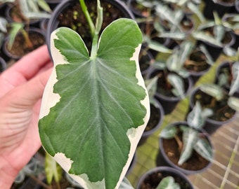 Alocasia Mickey mouse in a 4" pot live plant | 2 plants required per order |