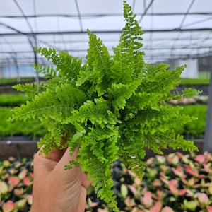 Boston Fern Compacta plant in a 4" pot, Live compacta Boston Fern plant, live fern plant *2 item minimum on orders*