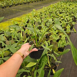 Puede incluir: Una exuberante planta verde en una maceta negra se sostiene en un invernadero. La planta tiene hojas grandes y puntiagudas y est&aacute; rodeada de otras plantas en macetas. El fondo muestra hileras de plantas bajo una estructura met&aacute;lica, lo que sugiere un vivero o una operaci&oacute;n de cultivo comercial.