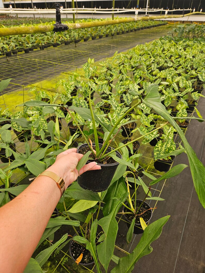 Puede incluir: Una exuberante planta verde en una maceta negra se sostiene en un invernadero. La planta tiene hojas grandes y puntiagudas y est&aacute; rodeada de otras plantas en macetas. El fondo muestra hileras de plantas bajo una estructura met&aacute;lica, lo que sugiere un vivero o una operaci&oacute;n de cultivo comercial.