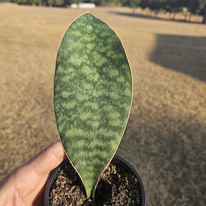May include: A single, upright Sansevieria plant leaf with a speckled green pattern and a light tan border, emerging from a small black pot filled with soil. The plant is held against a blurred outdoor background.