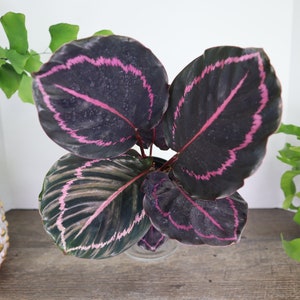 Calathea plant, Dottie live plant in a 4" pot, round pink calathea plant | 2 plants required per order |