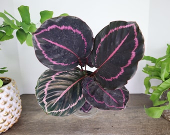 May include: A Calathea roseopicta plant featuring large, rounded, dark purple-black leaves with vibrant pink, jagged, circular patterns following the leaf margins and a prominent pink central vein, displayed in a clear glass pot.