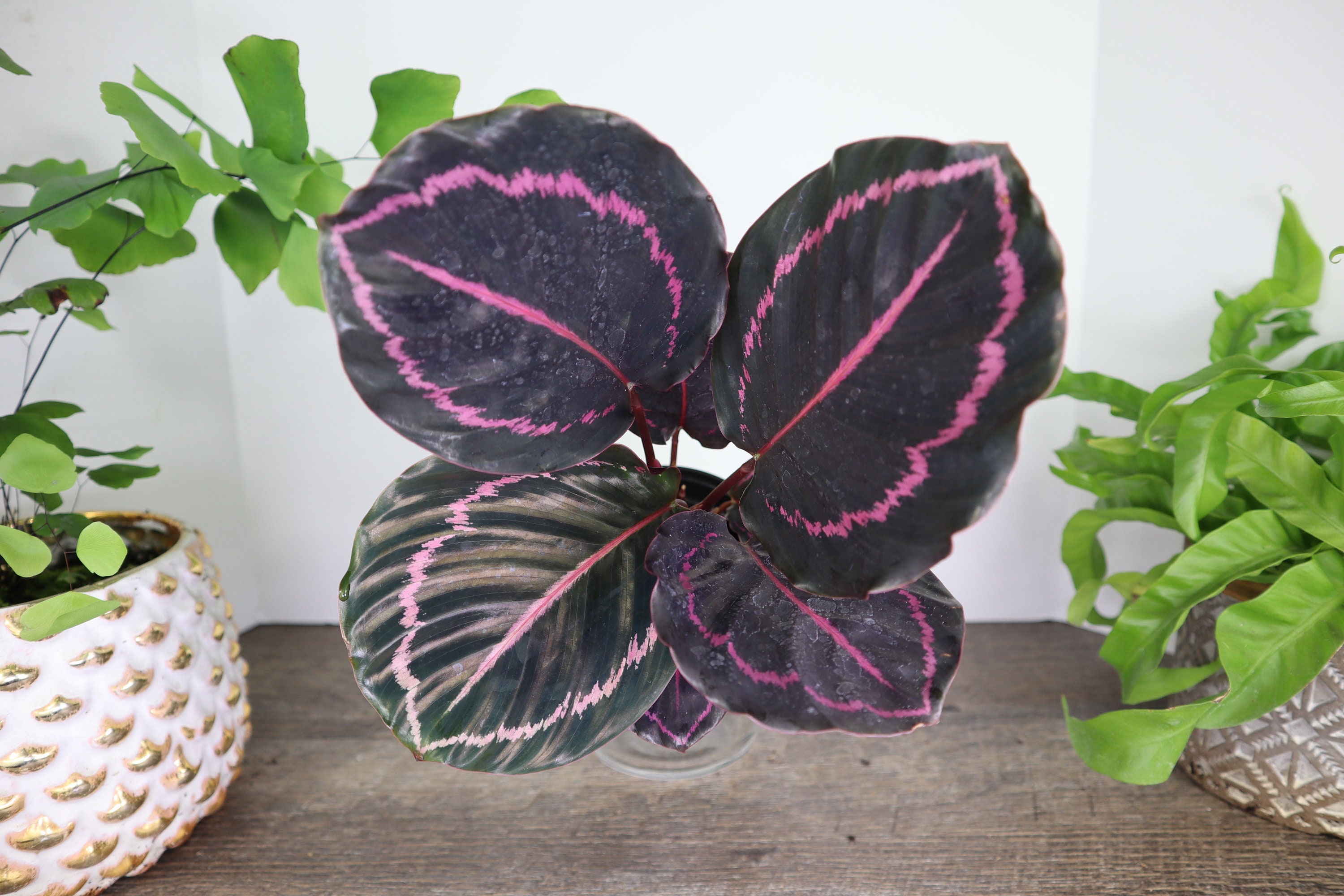 14+ Pink Star Plant Calathea