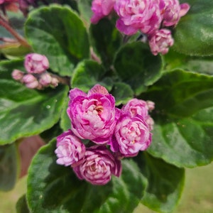 Currently Blooming African Violet live plant in a 4&quot; pot | Pink Rosette Violet | 2 plants required per order |