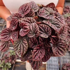 Peperomia Shumi Red Ripple live plant in a 4&quot; pot | 2 plants required per order |