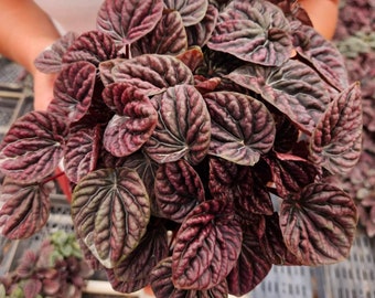 Peperomia Shumi Red Ripple live plant in a 4" pot | 2 plants required per order |