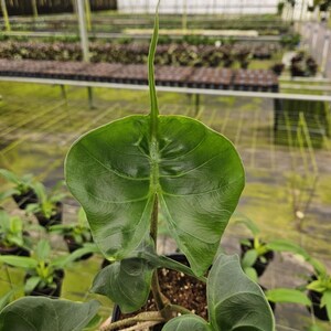 Stingray Plant - Etsy