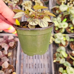 May include: A small potted plant with green and red leaves is held in a hand with yellow nail polish. The plant has oval-shaped leaves with a striped pattern. The pot is green and sits in a tray with other plants.