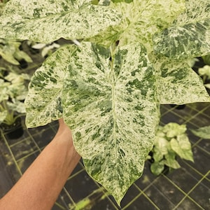 May include: Close-up of a large, variegated plant with heart-shaped leaves. The leaves display a striking pattern of green and white splotches. The plant is a vibrant addition to any indoor or outdoor space.