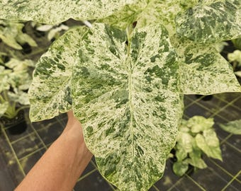 Alocasia Blizzard live tropical plant  | 2 plants required per order |