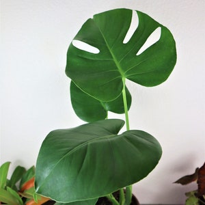 Monstera deliciosa plant 6&quot; pot, live monstera deliciosa houseplant, large monstera starter plant