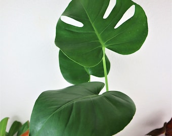 Monstera deliciosa plant 6" pot, live monstera deliciosa houseplant, large monstera starter plant