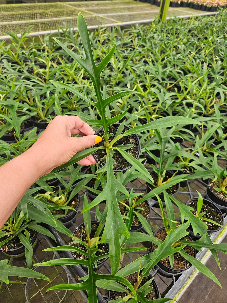 FreshFromGreenhouse Philodendron Tortum