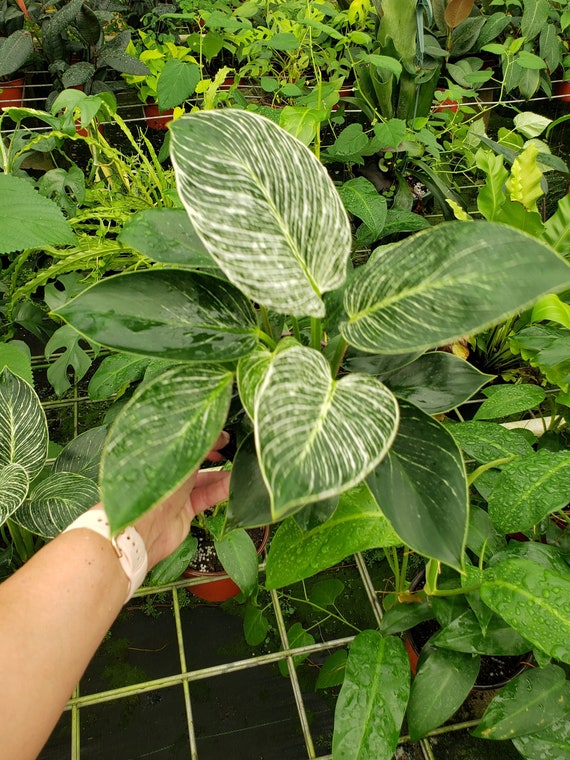 philodendron scandens lime Philodendron Scandens Lemon Lime Vibrant Brightening – plantandstories main image 0