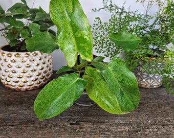 Philodendron Paraiso Verde Live Plant in 4" Pot | Variegated Philodendron Houseplant | Rare Tropical Aroid | 2 Plant Minimum