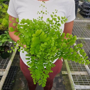 Maidenhair Fragrans Fern plant, young starter plant in a 4" pot, adiantum raddianum maidenhair fern *2 item minimum on orders*