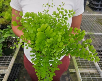 Maidenhair Fragrans Fern plant, young starter plant in a 4" pot, adiantum raddianum maidenhair fern *2 item minimum on orders*