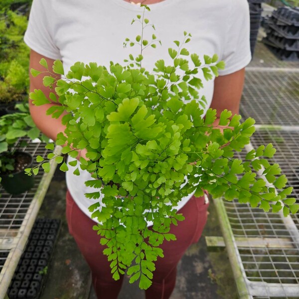 Maidenhair Fragrans Fern plant, young starter plant in a 4" pot, adiantum raddianum maidenhair fern *2 item minimum on orders*